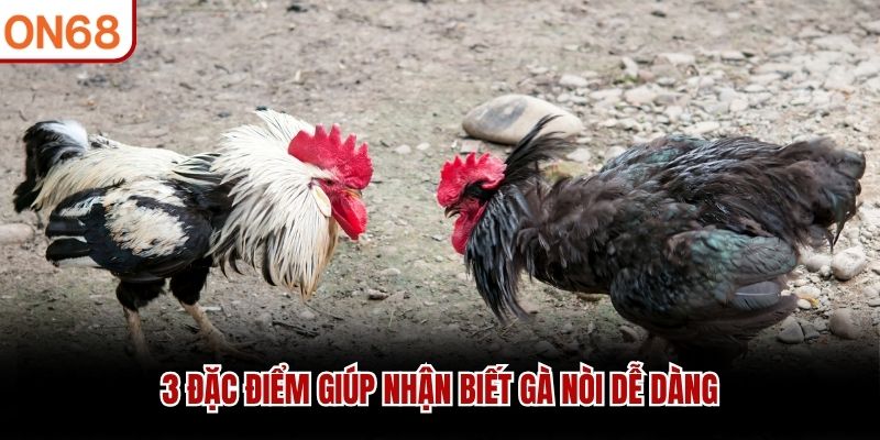 3 đặc điểm gi&uacute;p nhận biết g&agrave; n&ograve;i dễ d&agrave;ng